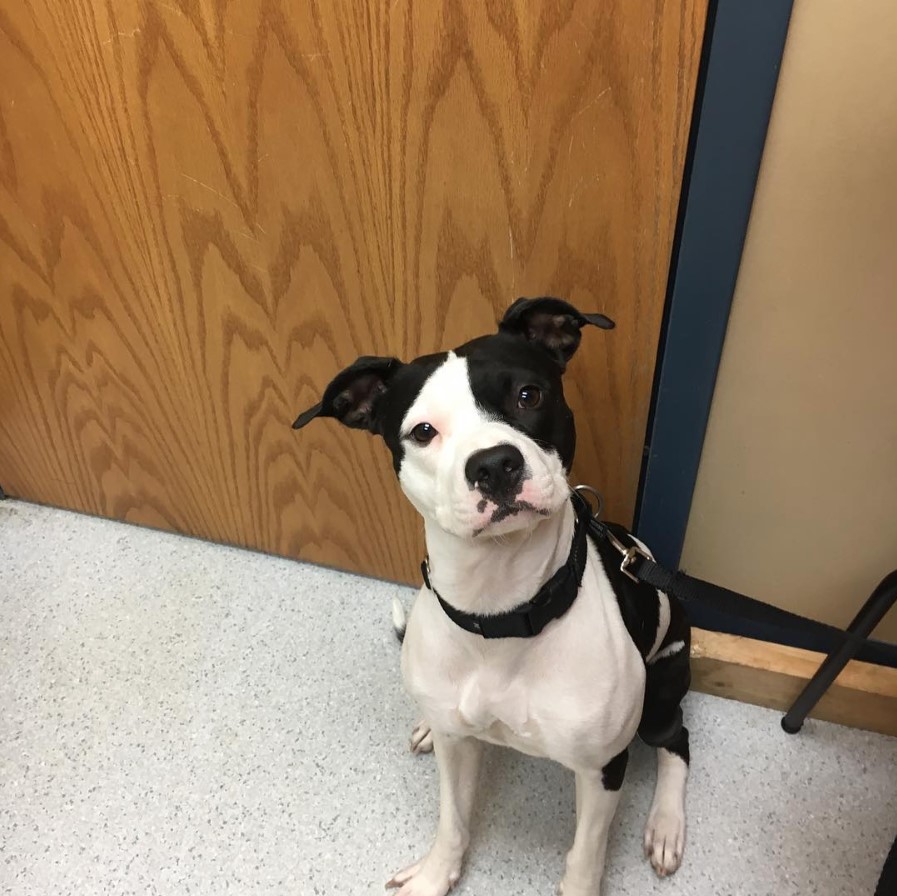 Pitbull Boston Terrier Mix sitting on the floor while tilting its head