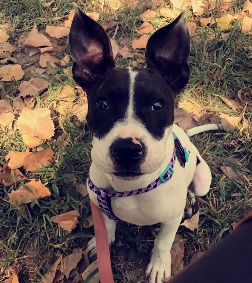 Pitbull Boston Terrier Mix puppy sitting on the grass with its adorable face