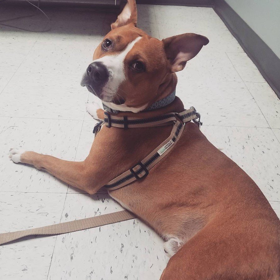 Pitbull Boston Terrier Mix lying on the floor