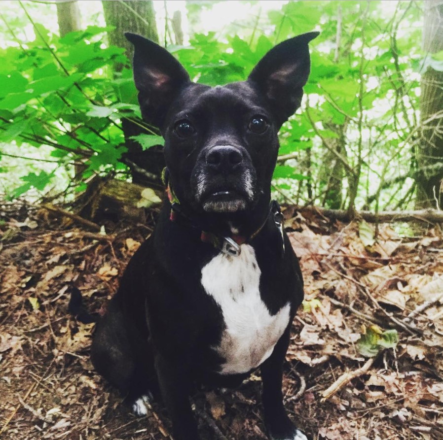 Pitbull Boston Terrier Mix sitting in the forest