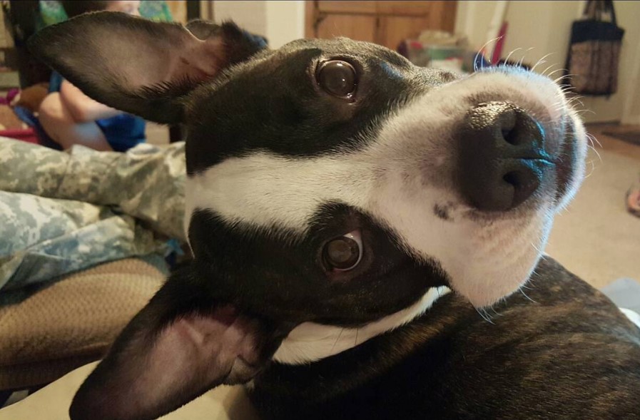 Pitbull Boston Terrier Mix lying on the couch while looking back twisting its head