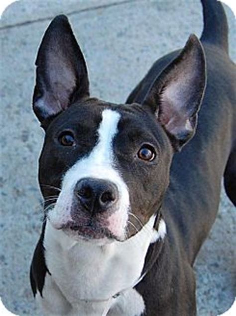 Pitbull Boston Terrier Mix standing on the concrete while staring