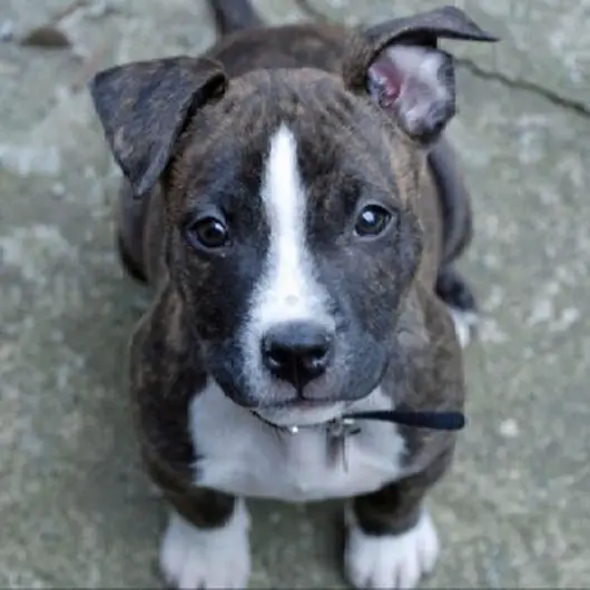Pitbull Boston Terrier Mix puppy sitting on the concrete with its adorable face