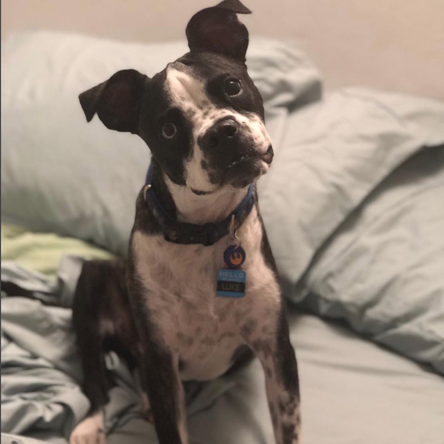 Pitbull Boston Terrier Mix sitting on the bed while tilting its head