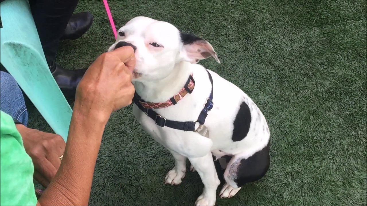 Pitbull Boston Terrier Mix sitting on the grass while eating the treats from the hand of its trainer in front of him