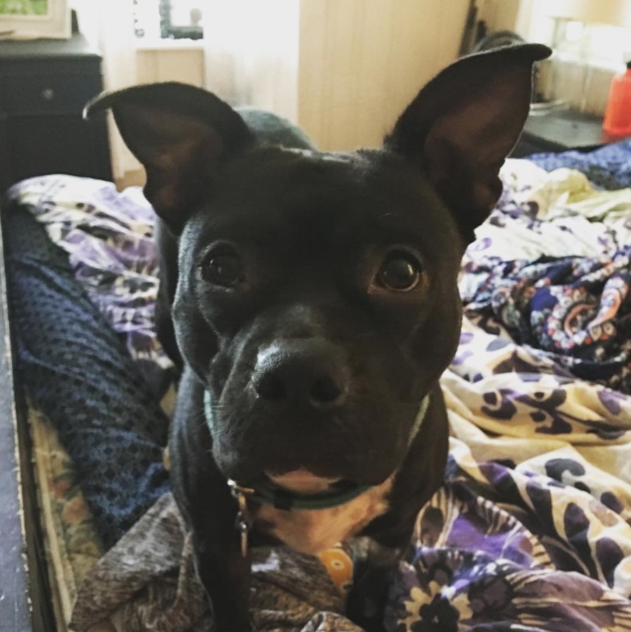 Pitbull Boston Terrier Mix standing on the bed with its begging face