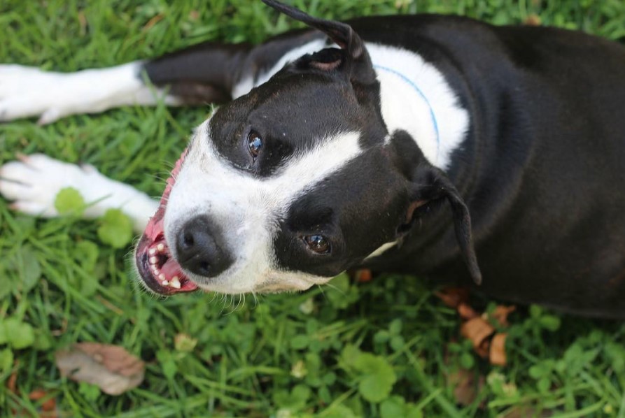 Pitbull Boston Terrier Mix lying on the grass while looking up and smiling