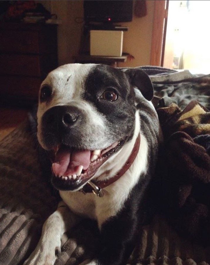 Pitbull Boston Terrier Mix lying on the bed while smiling