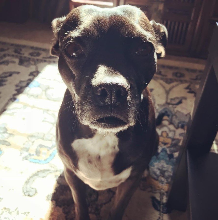 Pitbull Boston Terrier Mix sitting on the carpet with its begging face