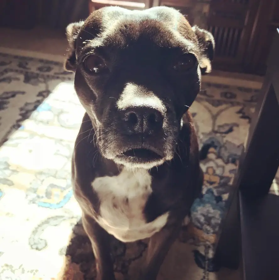 Pitbull Boston Terrier Mix sitting on the carpet with its begging face