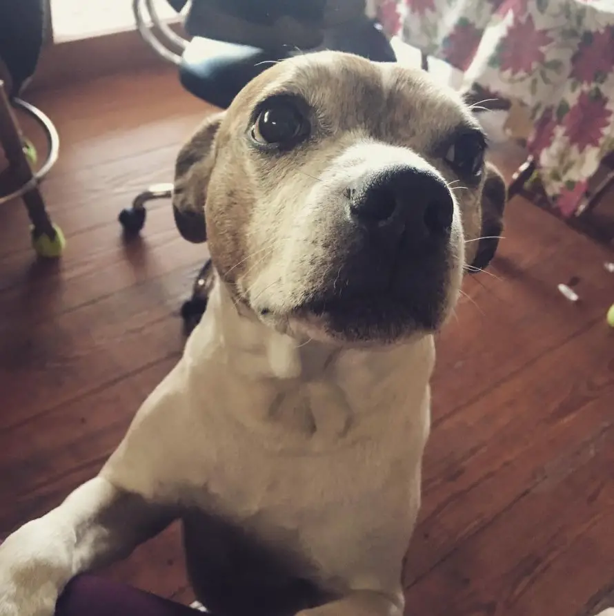 Pitbull Boston Terrier Mix standing behind the table with its begging face