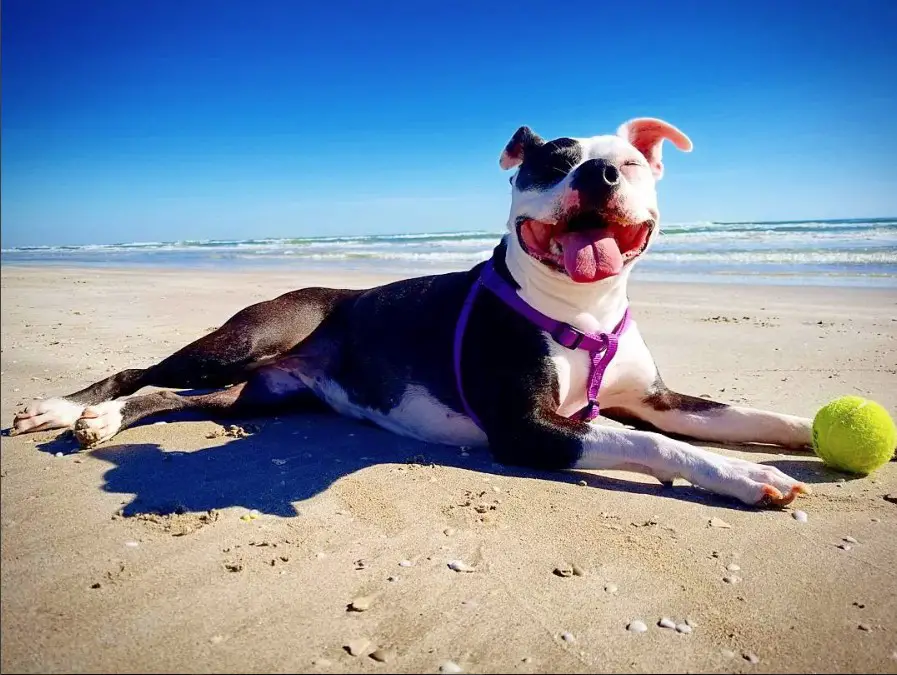 Pitbull Boston Terrier Mix lying by the seashore with its tennis ball
