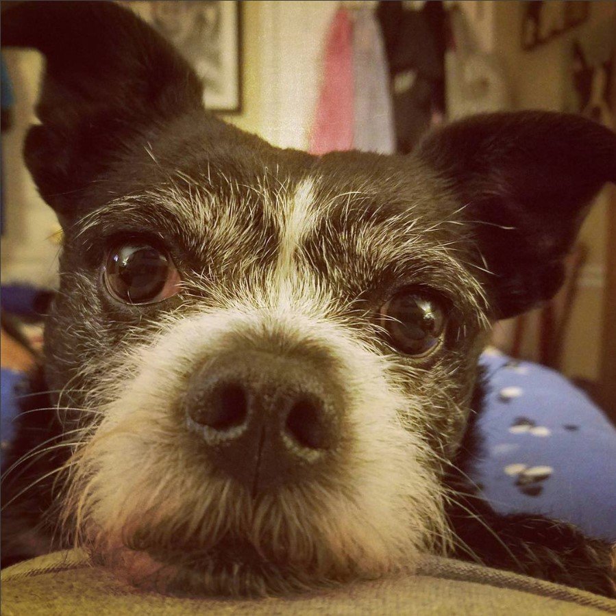 A Boston Terrier Poodle mix lying on the couch