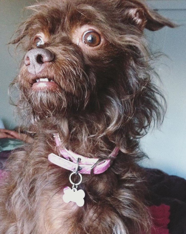 A brown Bostonpoo sitting on the bed and looking sideways with its wide eyes