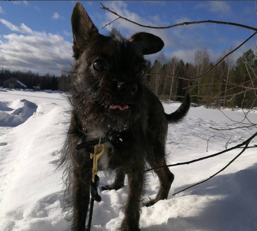 A black Bostonpoo standing in snow at the park