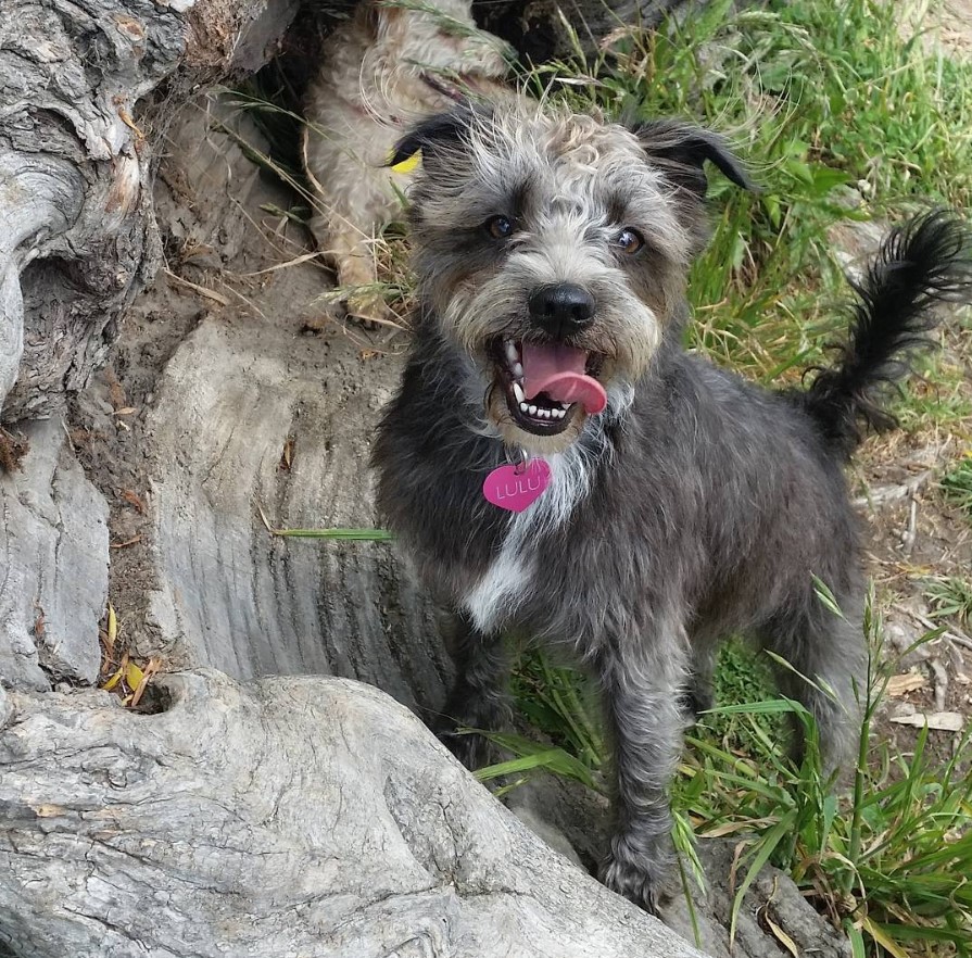 Bostonpoo standing on top of the rock in the forest