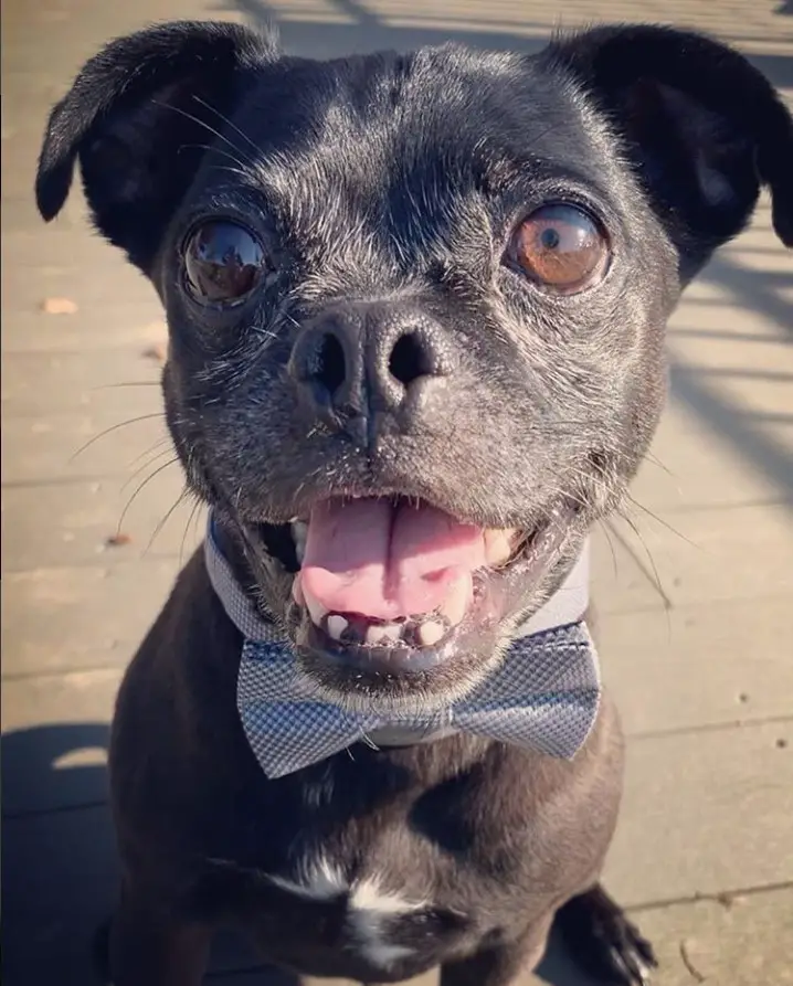 A black Bugg Dog wearing a bow tie while sitting on the pavement and smiling
