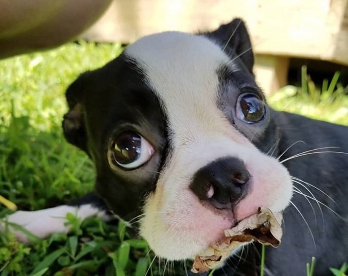 boston terrier pug chihuahua mix