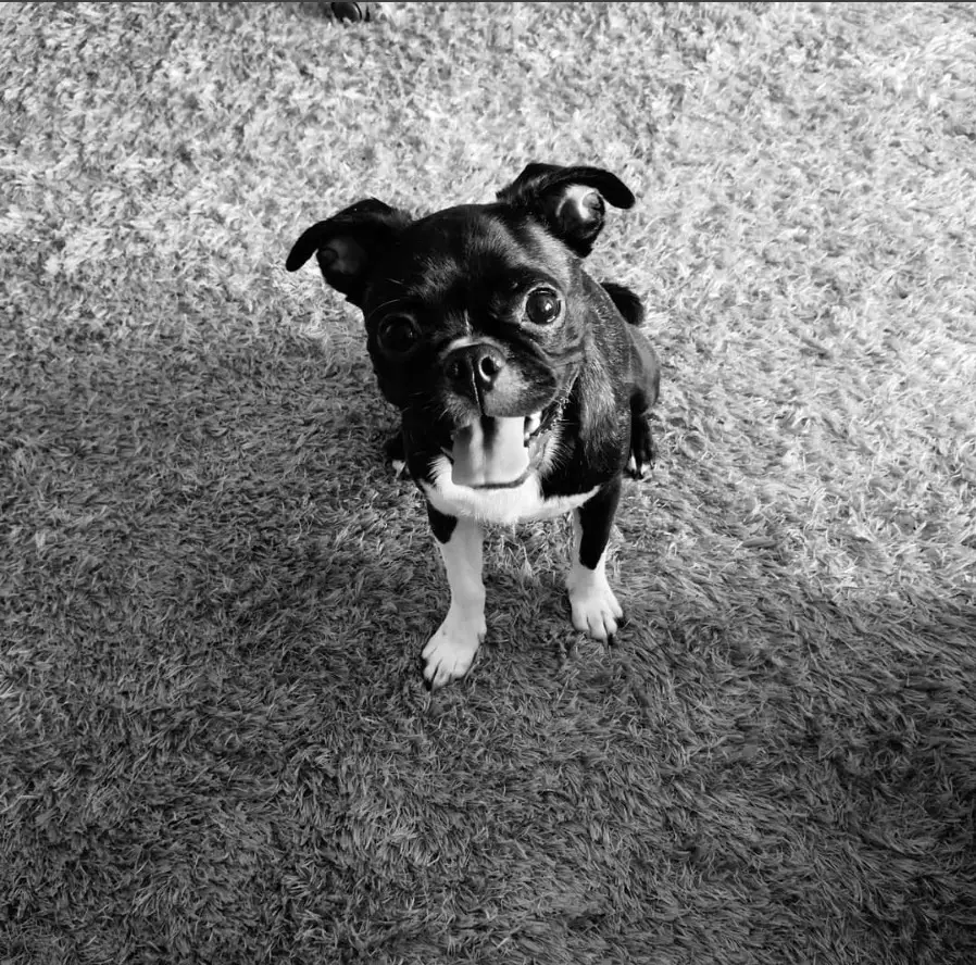 A black and white photo of Bugg Dog sitting on the floor while smiling