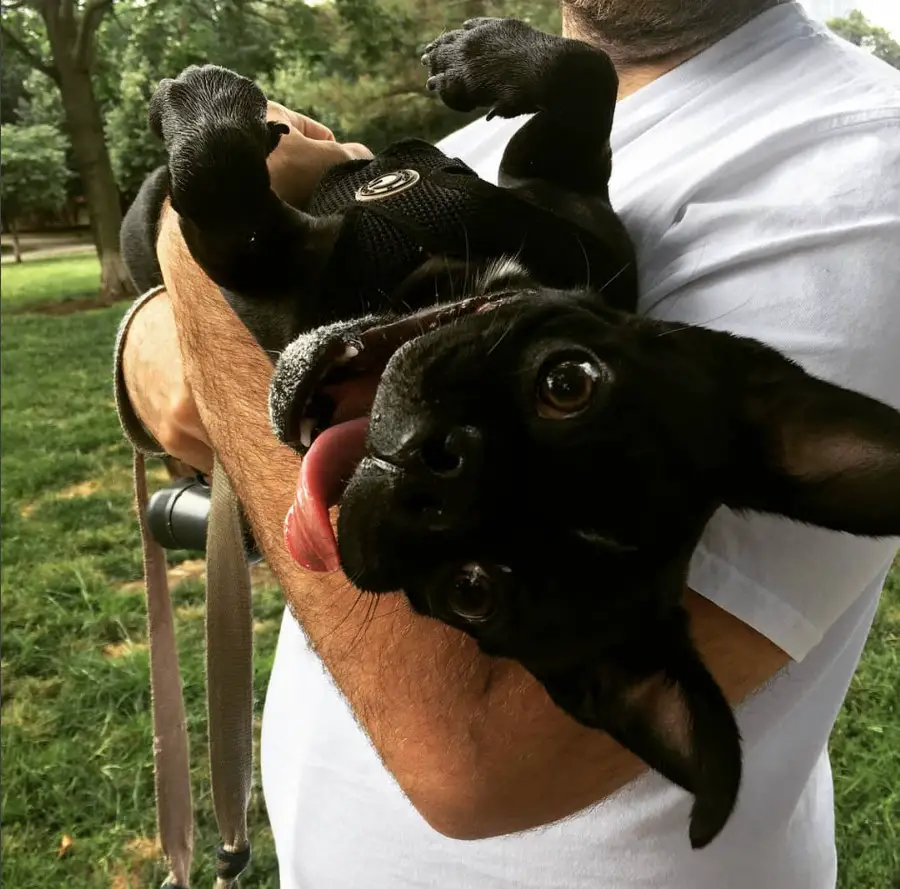 A man at the park holding a black Bugg Dog