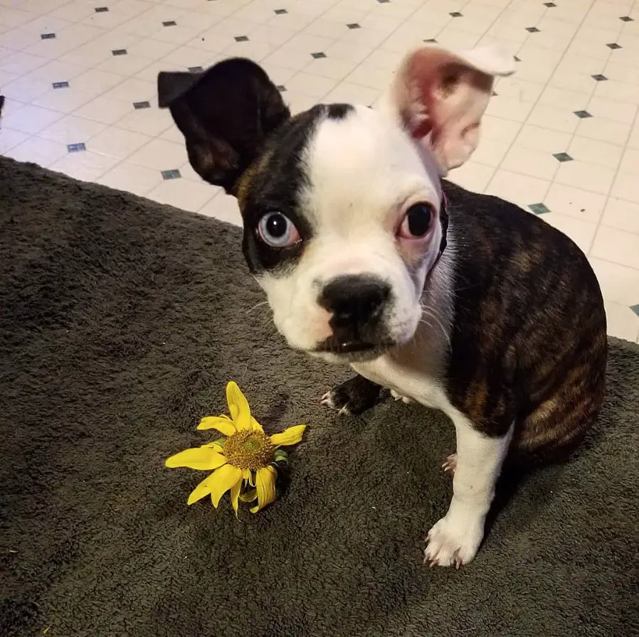 A Bugg Dog sitting on the carpet with a piece of flower in front of him