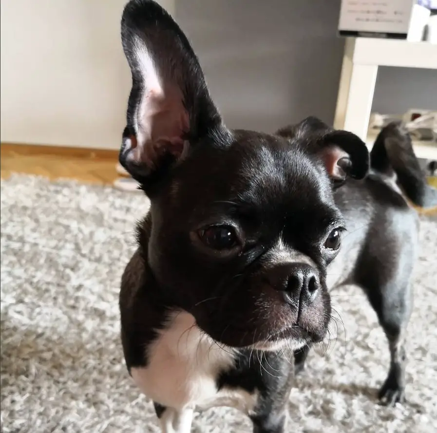 A Bugg Dog standing on the carpet with its one ear up