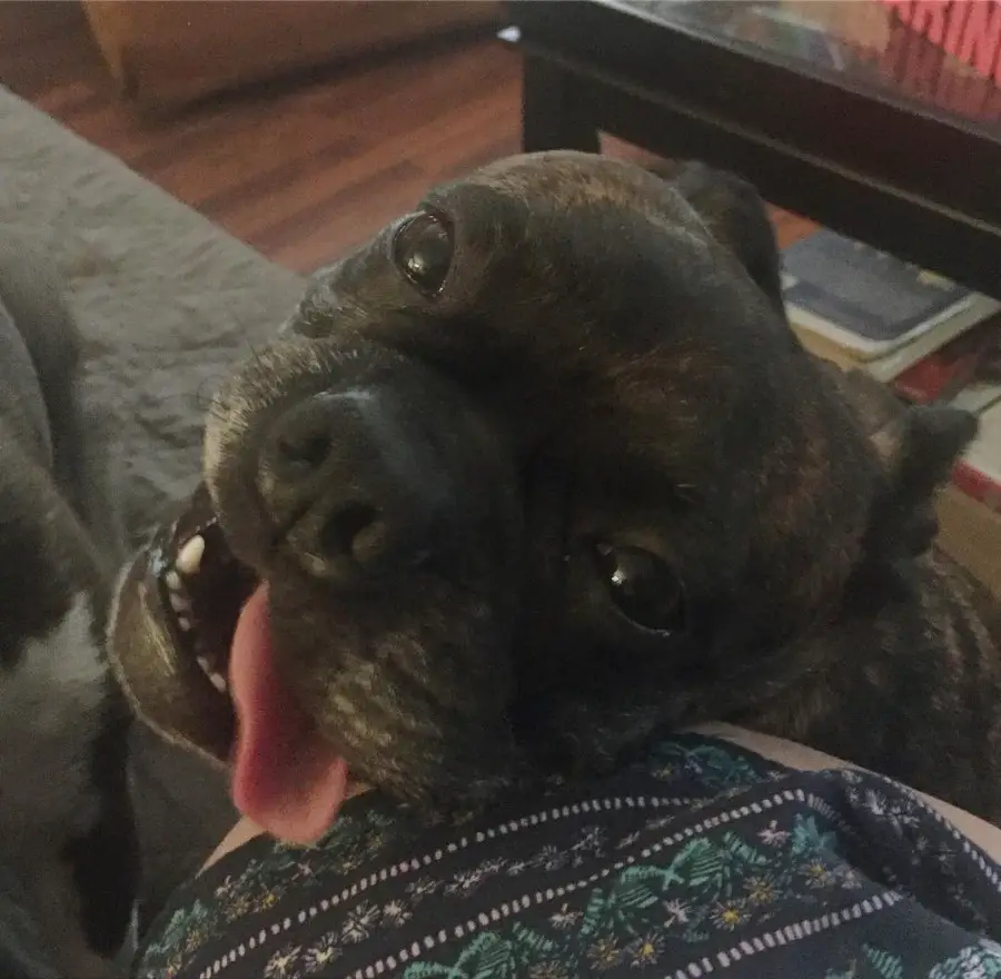 A Bugg Dog sitting on the floor while smiling next to the knees of the woman sitting on the couch