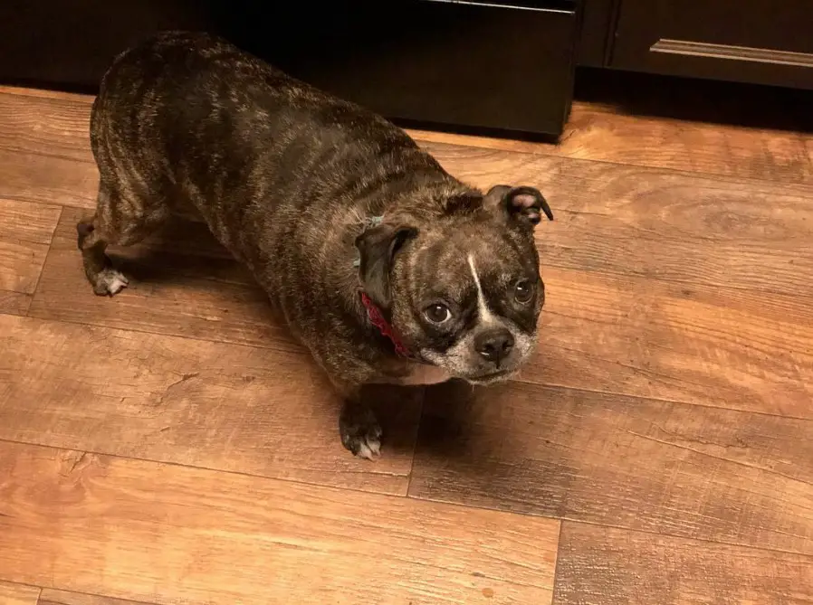 A chubby Bugg Dog standing on the floor while staring