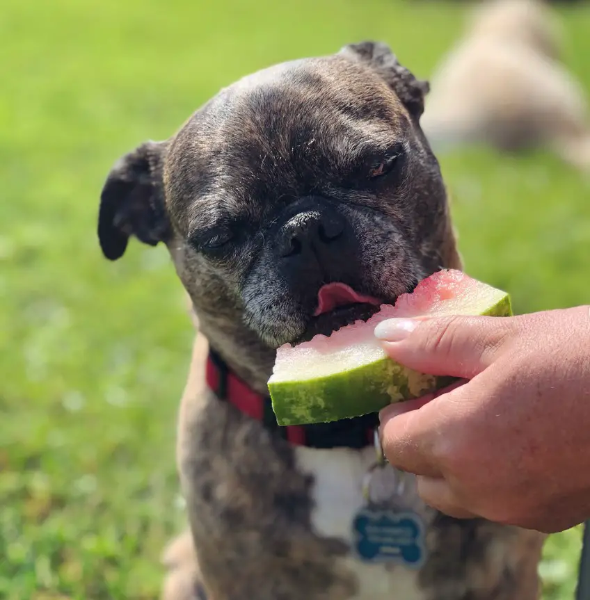 A Bugg Dog in the yard being fed with watermelon