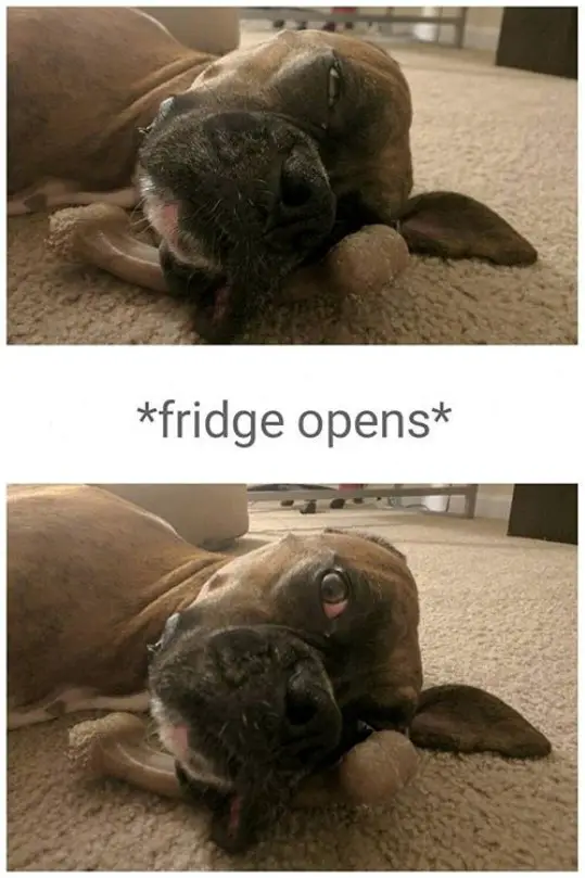 photo of Boxer Dog sleeping on the floor with its head on the bone treat and his photo with his eyes open when *fridge opens*