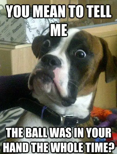Boxer Dog with its surprised face photo with text - You mean to tell me the ball was in your hand the whole time?