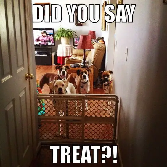 four Boxer Dogs standing behind the fence in the living room photo with text - Did you say treat?!