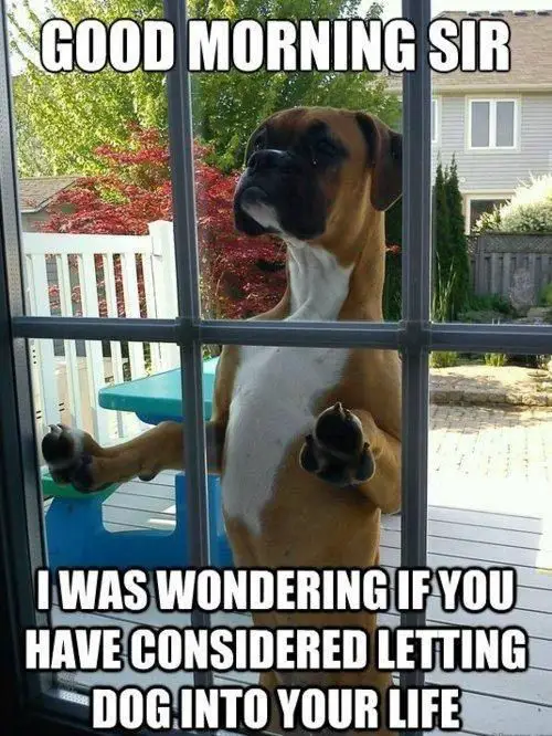 Boxer Dog standing up leaning behind the window photo with text - Good morning sir I was wondering if you have considered letting dog into your life.