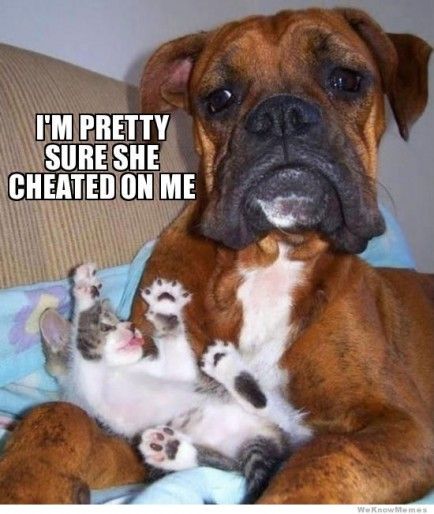 Boxer Dog lying on the couch with a kitten photo with text - I'm pretty sure she cheated on me.