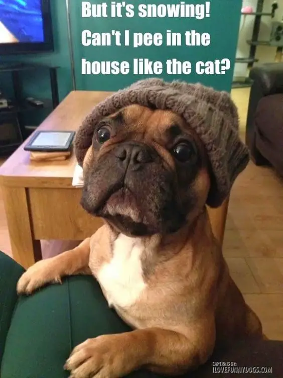 Boxer Dog wearing a beanie while standing leaning on the couch photo with text - But it's snowing! Can't I pee in the house like the cat?