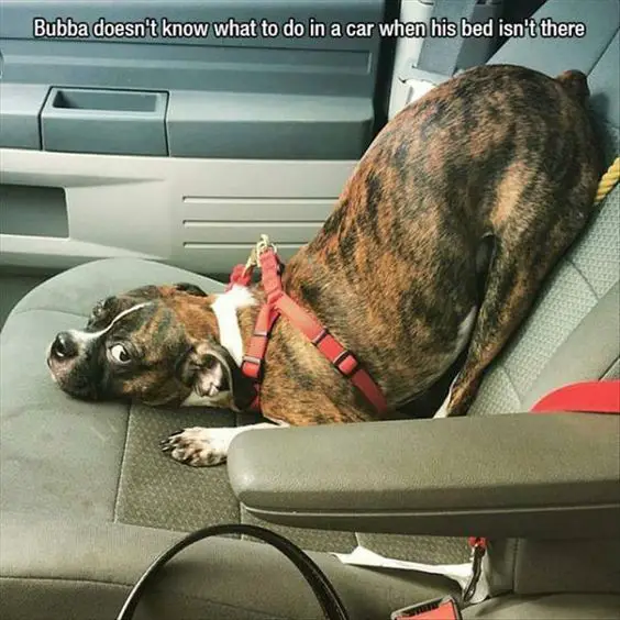 Boxer Dog on the passenger seat with its butt on the back and its upper body is on the seat photo with text - Bubba doesn't know what to do in a car when his bed isn't there.