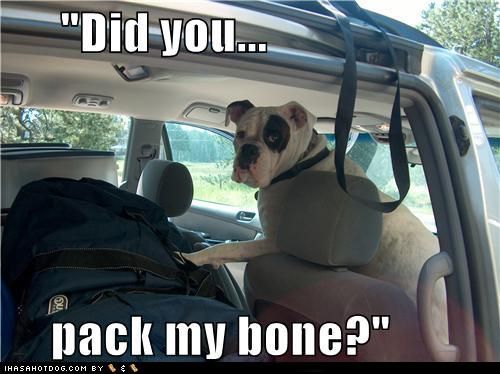 Boxer Dog inside the car standing in the passenger seat while looking with paws on the bag photo with text - Did you... pack my bone?