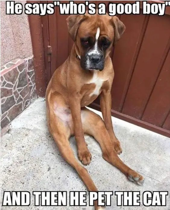 Boxer Dog sitting on the floor behind the gate with its grumpy face photo with text - He says who's a good boy and then he pet the cat.