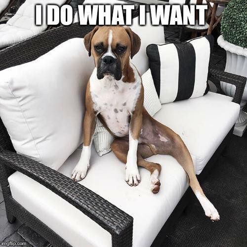 Boxer Dog sitting on the couch outdoors with its grumpy face photo with text - I do what I want