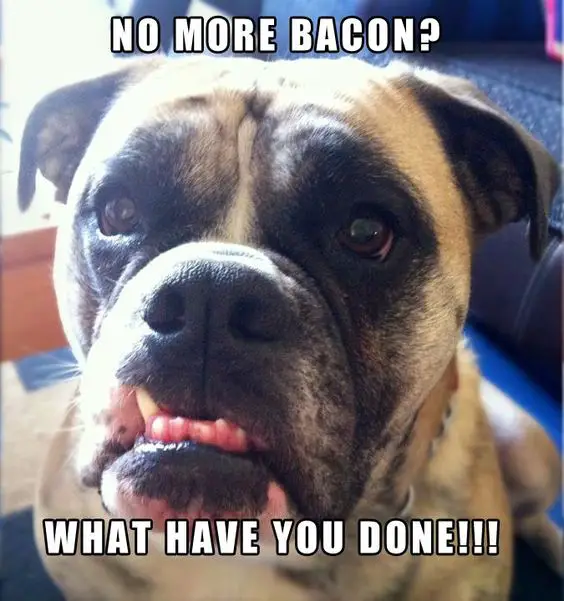 Boxer Dog with is sad face photo with text - No more Bacon? What have you done!!!