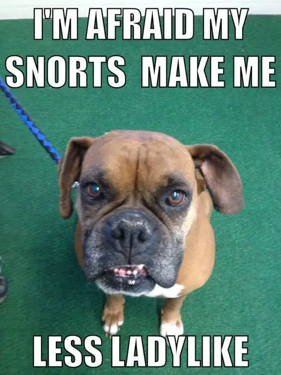 Boxer Dog sitting on the floor photo with text - I'm afraid my snots make me less lady like