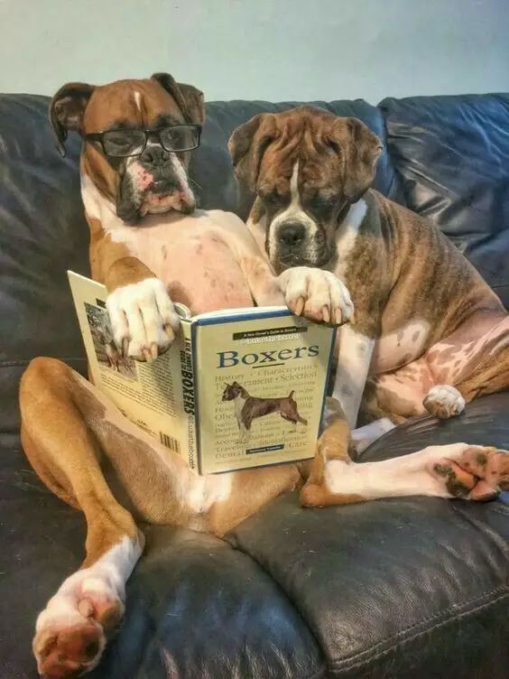 two Boxer Dogs sitting on the couch while stating at the book about Boxers