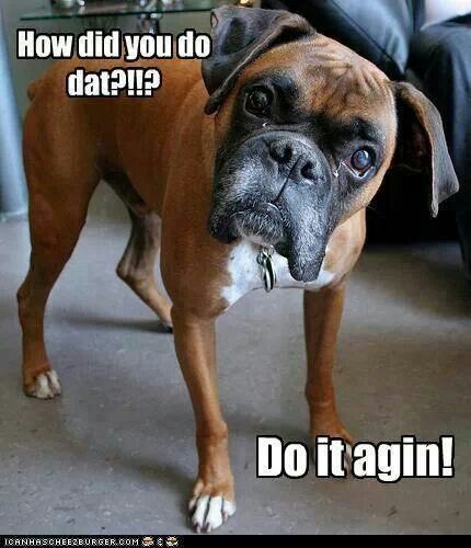 Boxer Dog standing on the floor while tilting its head photo with text - How did you do dat?! Do it again!