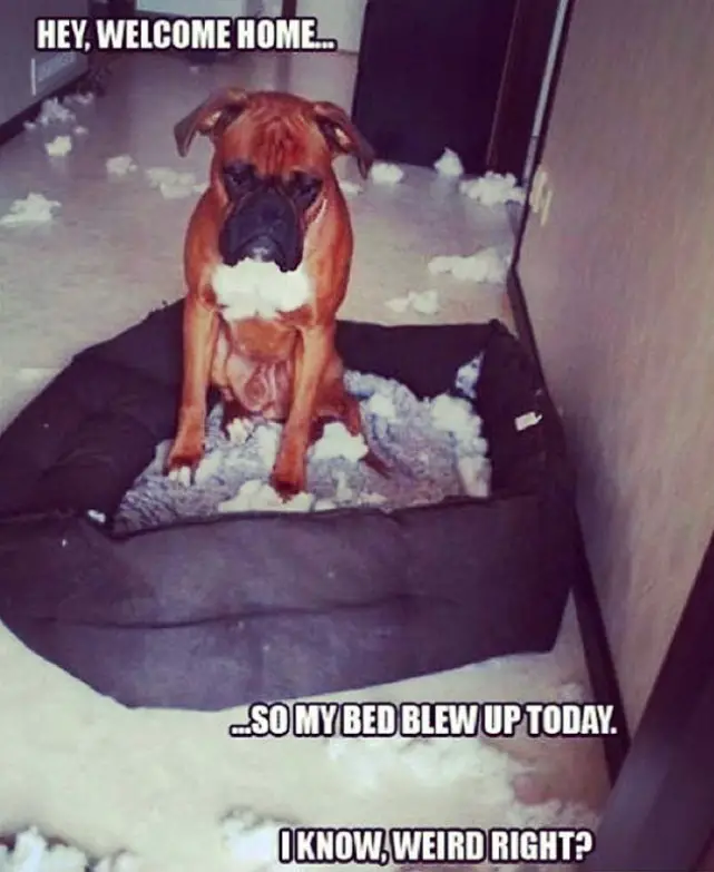 Boxer Dog sitting in its torn bed and foam fillers all over the floor photo with text - Hey, welcome home... so my bed blew up today. I know, weird right?