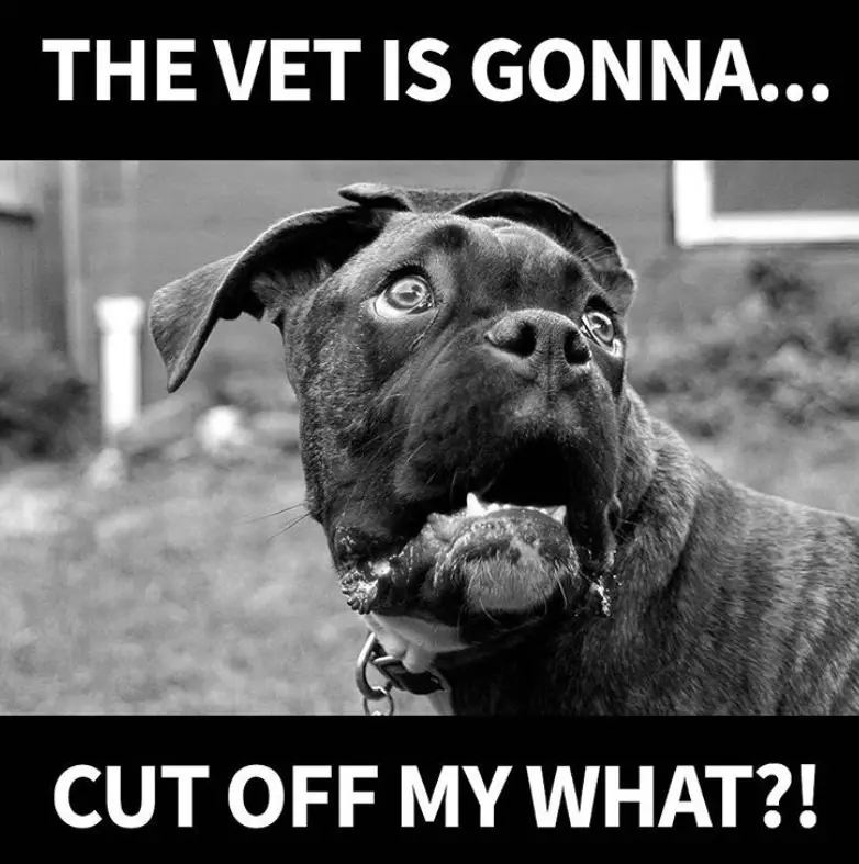 photo of a scared Boxer Dog with caption - The vet is gonna cut off my what?!