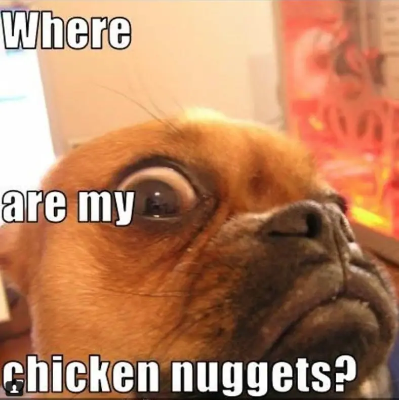 Boxer Dog staring suspiciously photo with text - Where are my chicken nuggets?