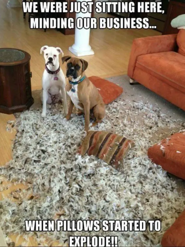 two Boxer Dogs sitting on the carpet with pillow feather fillers all over the place photo with text - We were just sitting here, minding out business.. when pillows started to explode!!