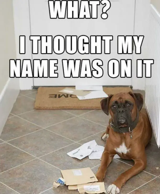 Boxer Dog lying on the floor with torn emails photo with text - What? I thought my name was on it