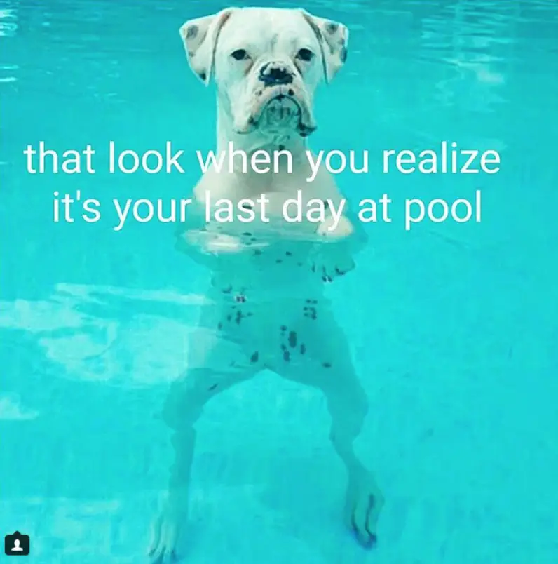 Boxer Dog standing in the pool water photo with text - that look when you realize it's your last day at pool