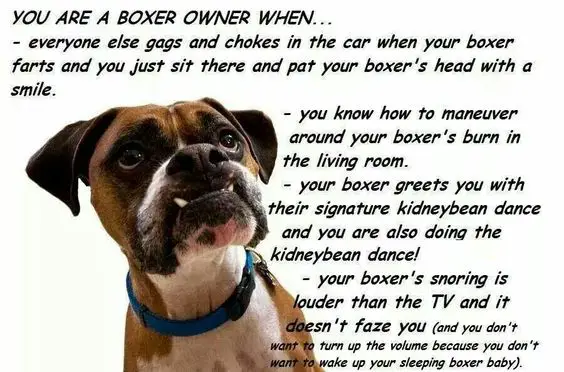 photo of a Boxer Dog with text - You are a boxer owner when... everyone else gags and chokes in the car when your boxer farts and you just sit there and pat you boxer's head with a smile. You know how to maneuver around your boxer's burn in the living room...